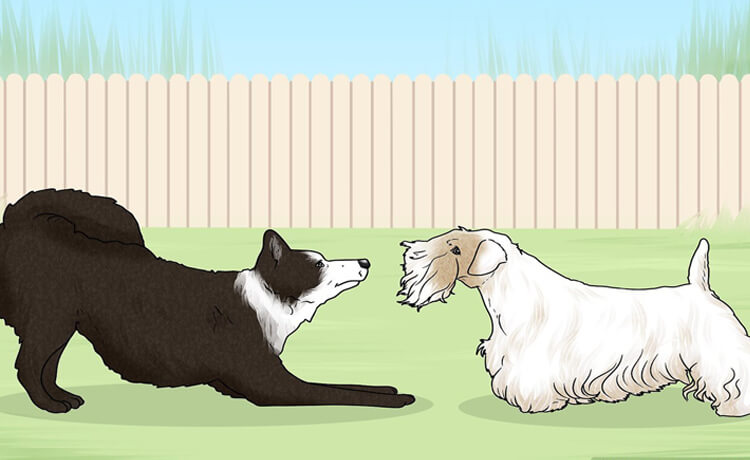 Sealyham Terrier